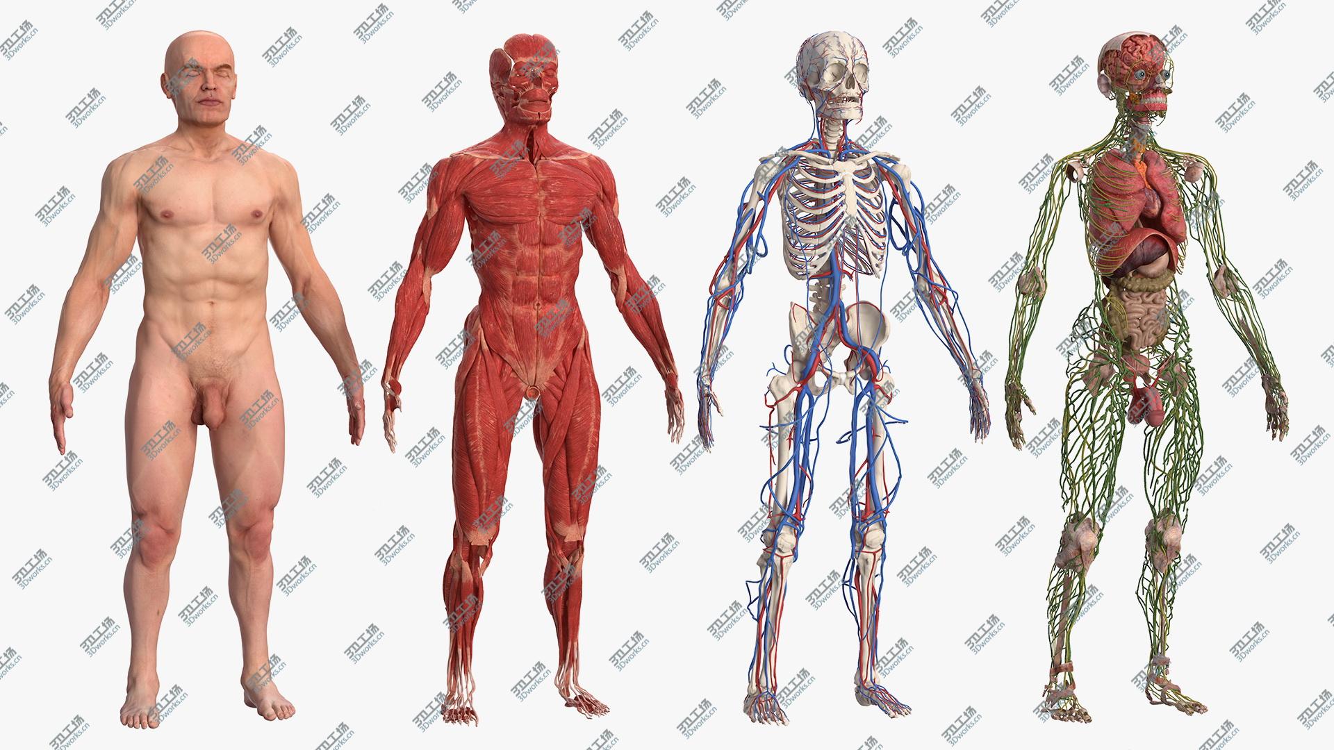 images/goods_img/20210113/3D Male Full Body Anatomy and Skin/2.jpg